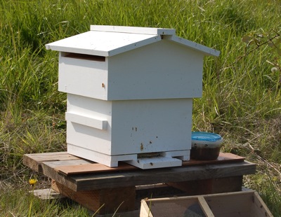 First Warre Hive in Colorado