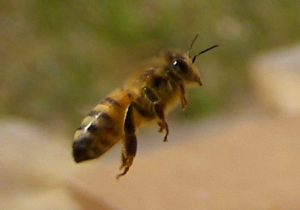 Honeybee in flight