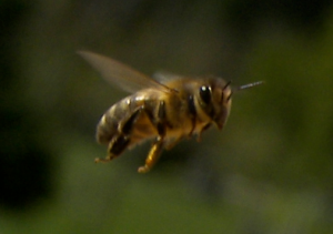 Another of my honeybees
